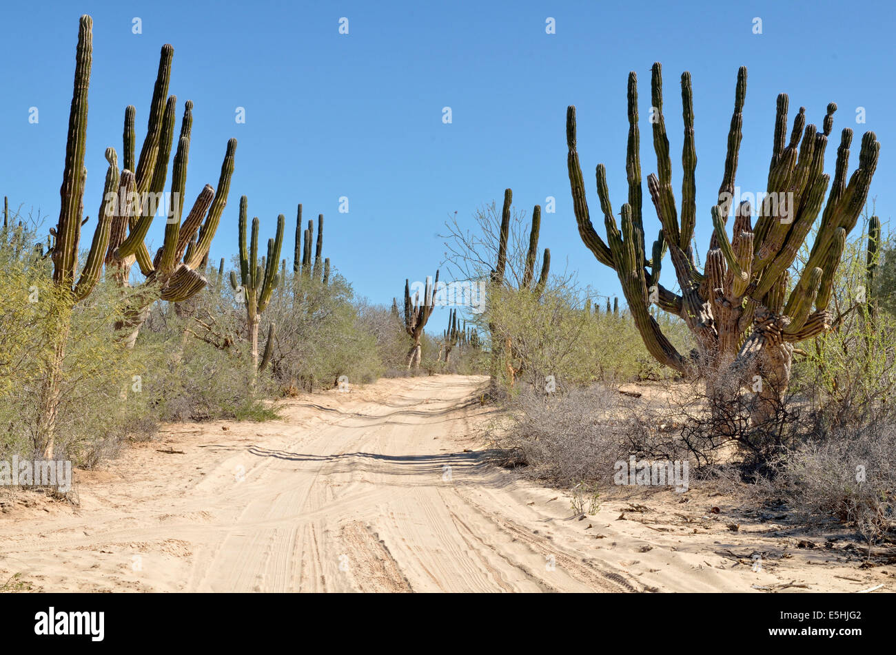 Strada di sabbia con Cardon cactus (Pachycereus Pringlei) cactus deserto presso la Ventana, Baja California Sur, Messico Foto Stock