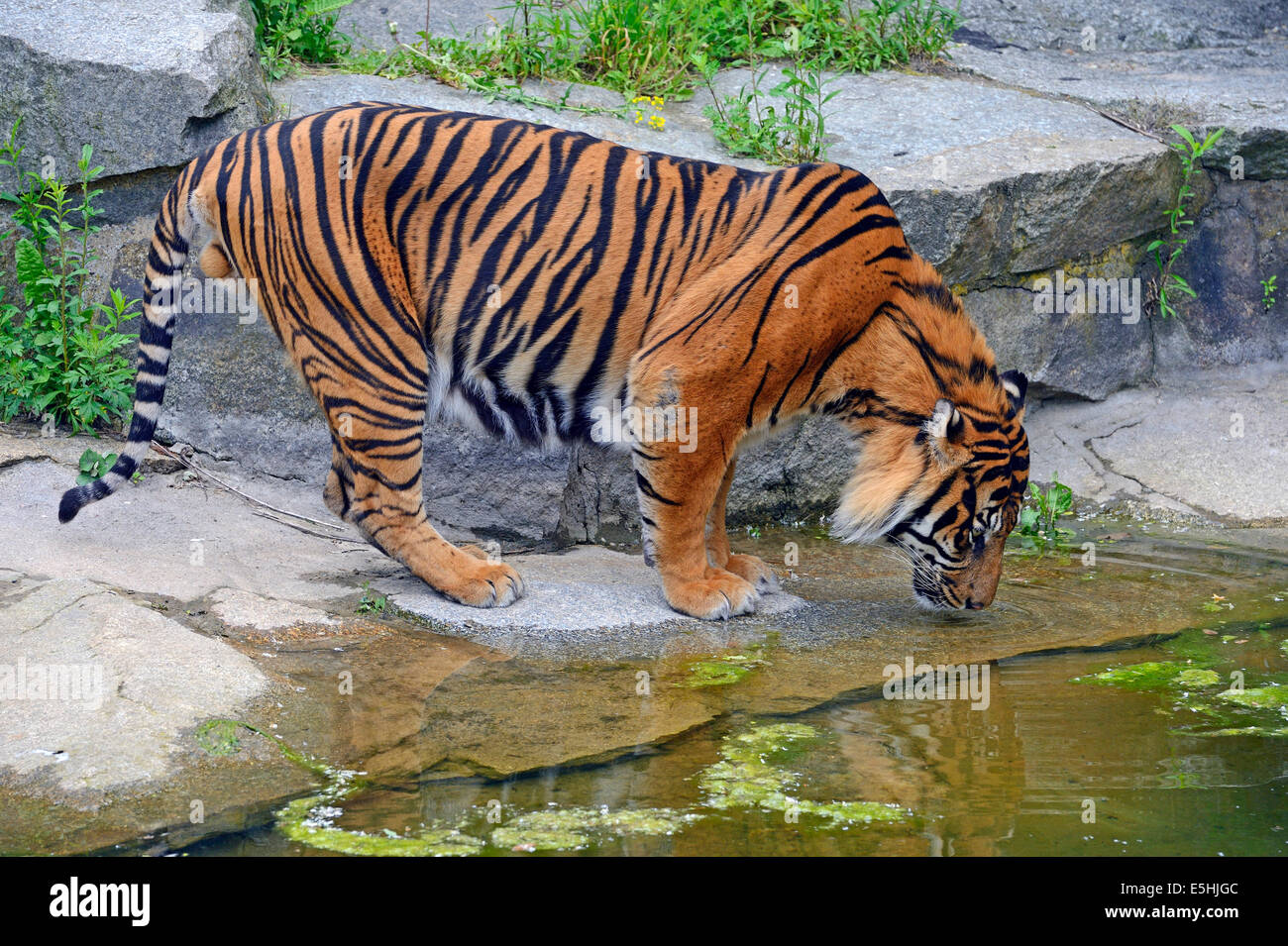 La tigre di Sumatra (Panthera tigris sumatrae), maschio, acqua potabile, captive, nativo di Asia, Berlino, Germania Foto Stock