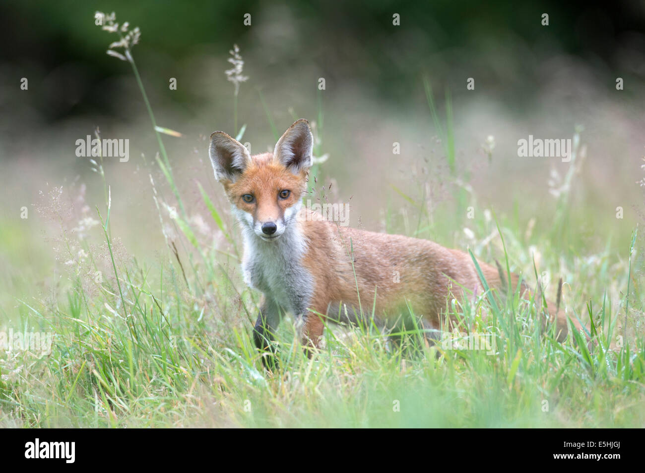 Red Fox (Vulpes vulpes vulpes), Regno Unito Foto Stock