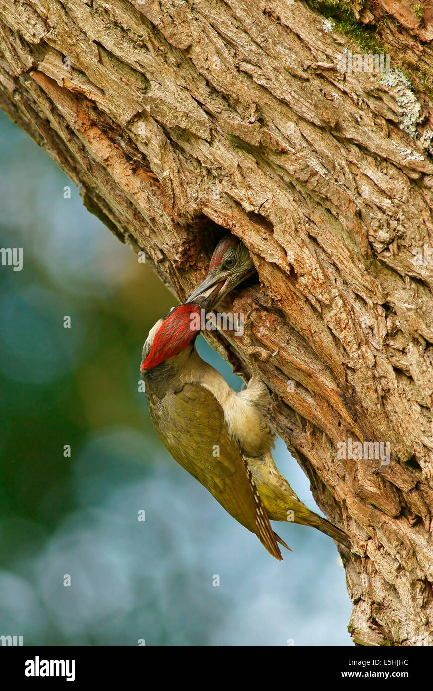 Unione picchio verde (Picus viridis) alimentazione chick nel nido nel foro albero, Hesse, Germania Foto Stock