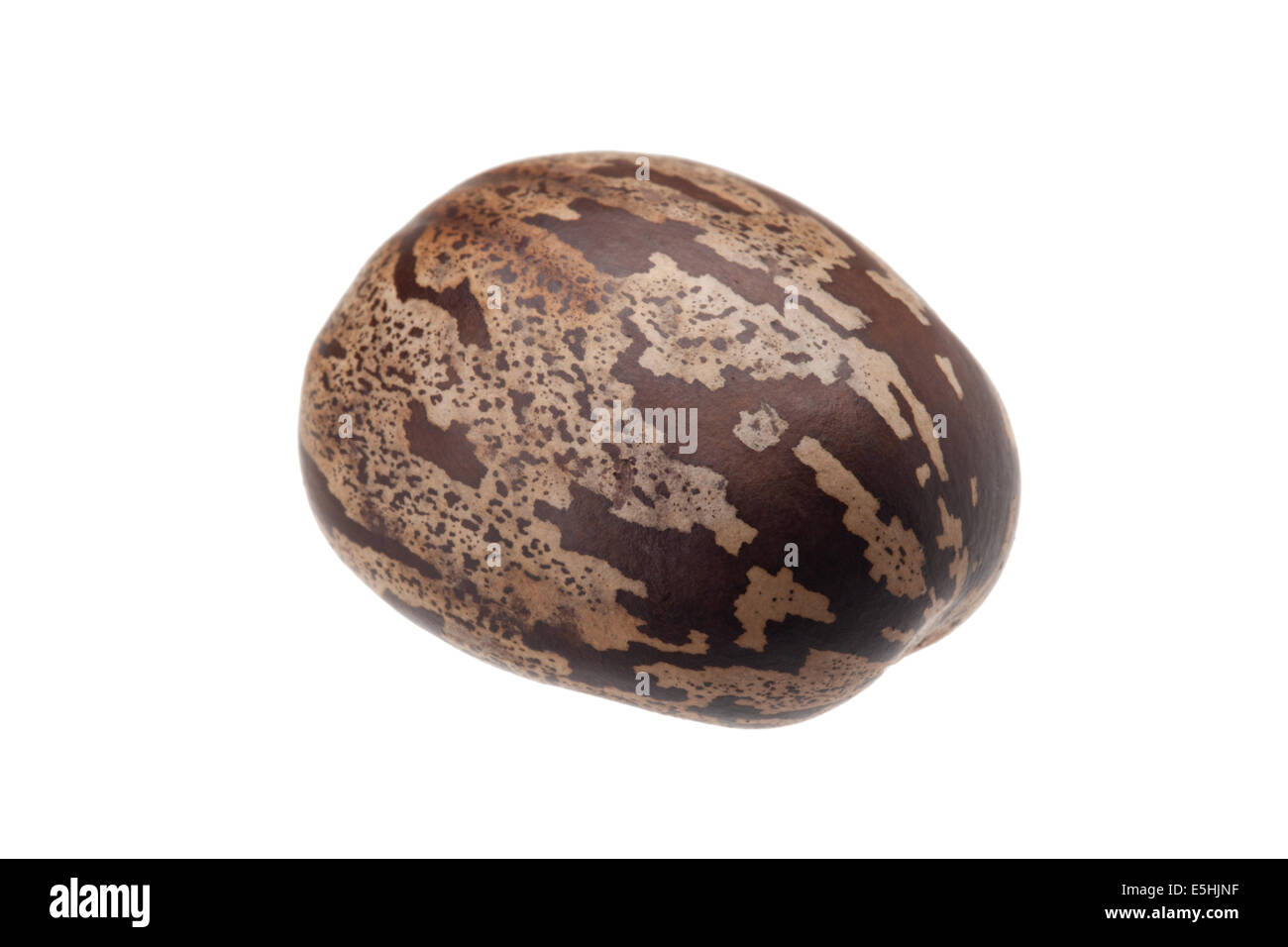 Gomma marrone seme isolati su sfondo bianco Foto Stock