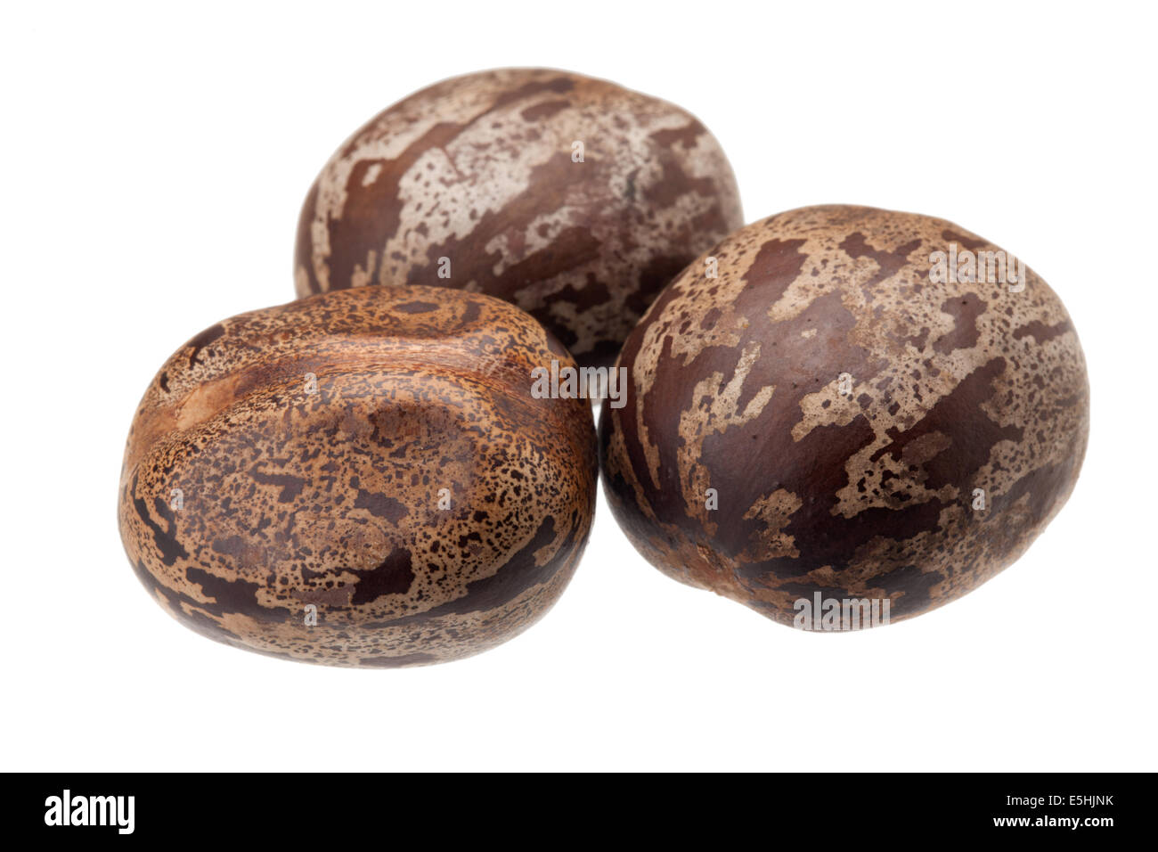Gomma marrone seme isolati su sfondo bianco Foto Stock