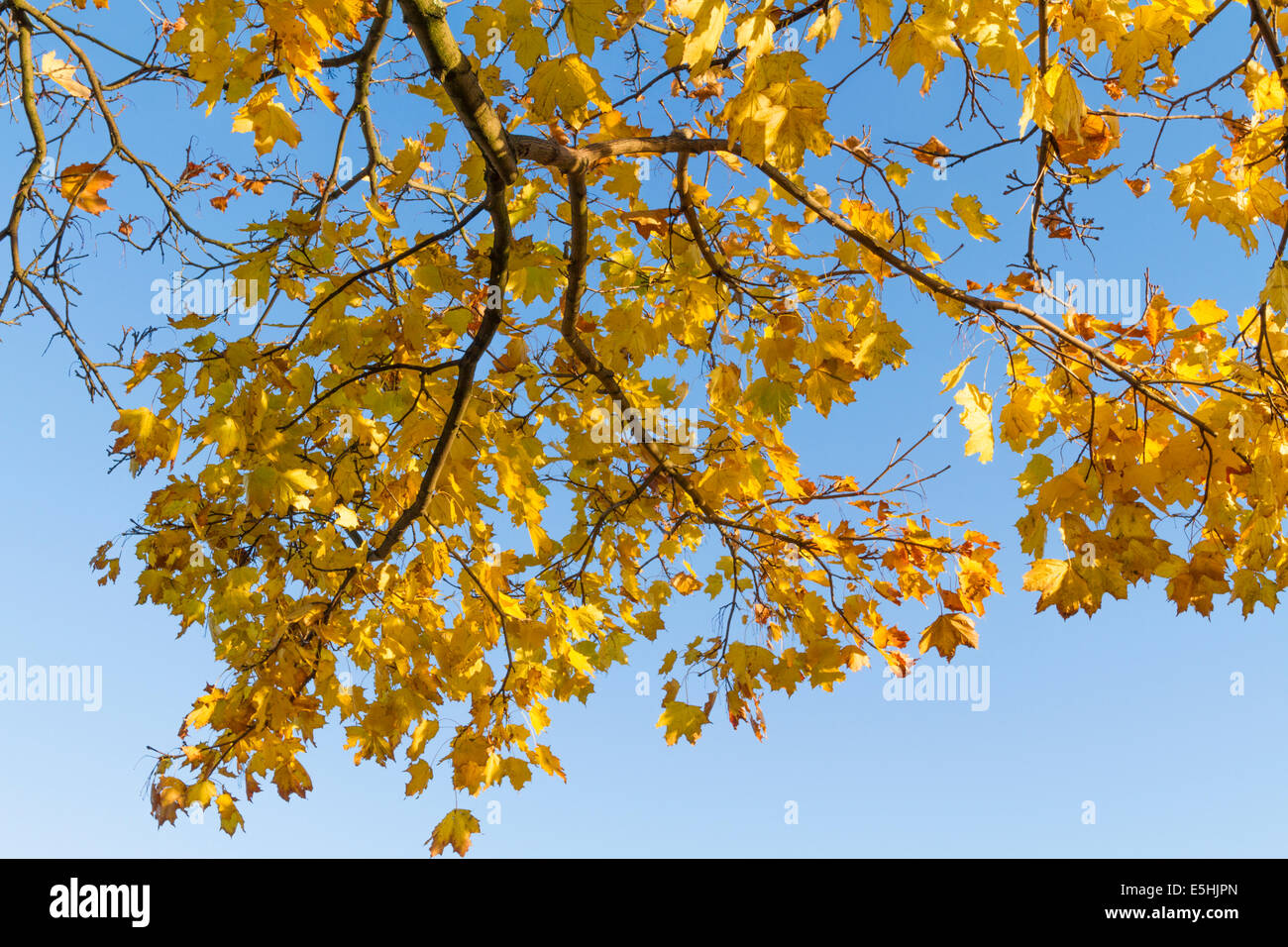 Sotto chioma. Cerca fino a caduta foglie su un Norvegia Acero (Acer platanoides) contro un cielo blu, England, Regno Unito Foto Stock