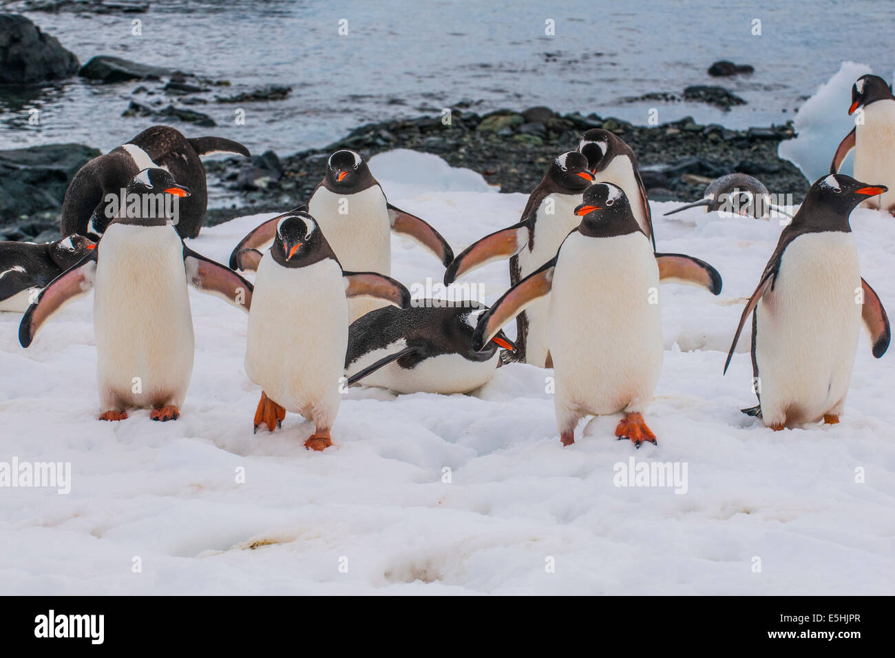 I pinguini di Gentoo (Pygoscelis papua), Colonia, Mikkelsen isole, Antartide Foto Stock