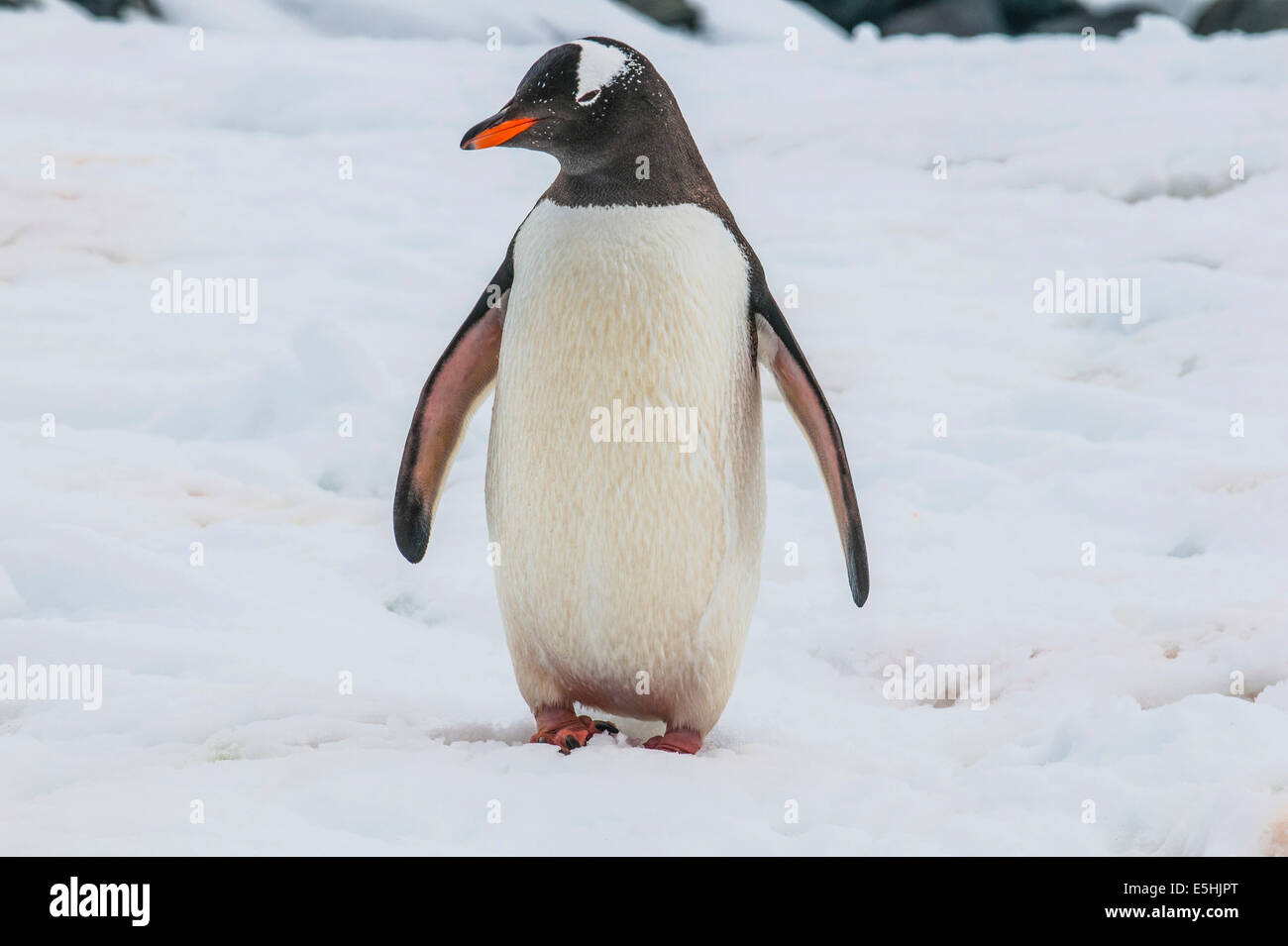 Pinguino Gentoo (Pygoscelis papua), Mikkelsen isole, Antartide Foto Stock