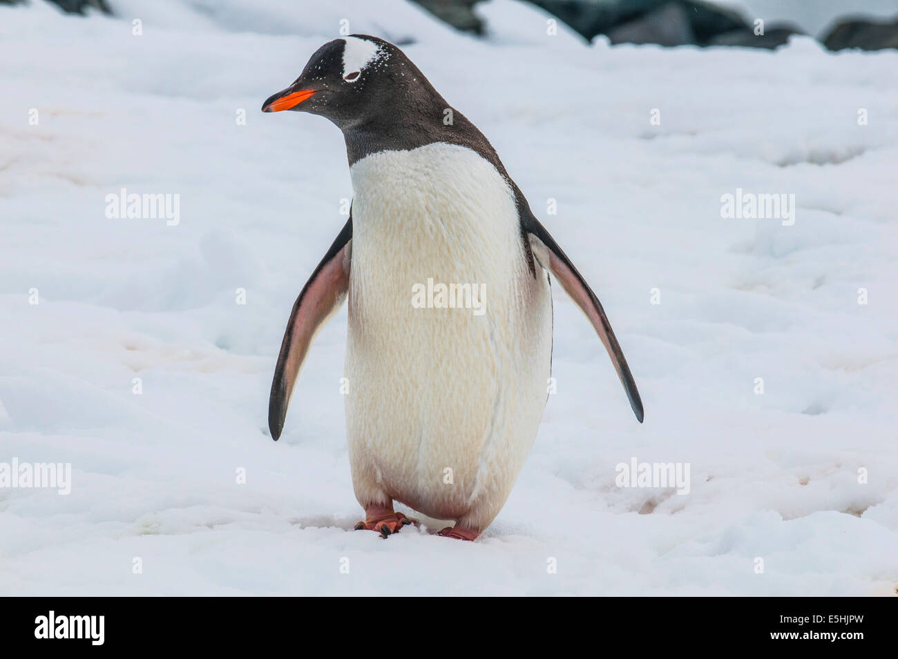 Pinguino Gentoo (Pygoscelis papua), Mikkelsen isole, Antartide Foto Stock
