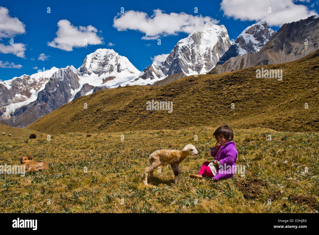 Una ragazza del quechua indiani seduto con un neonato di agnello su un prato di montagna di fronte montagne innevate Foto Stock