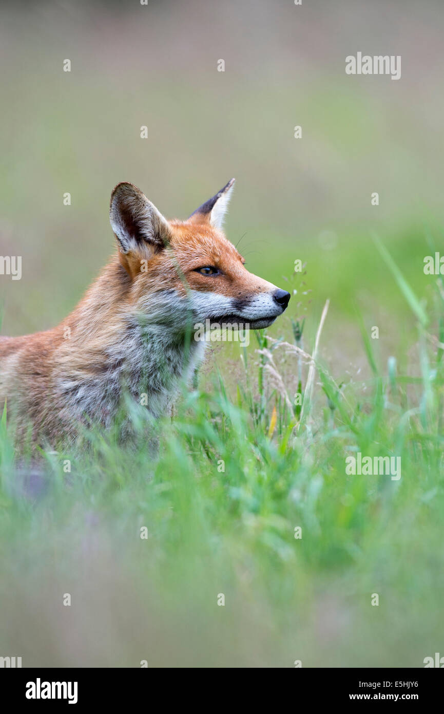 Red Fox (Vulpes vulpes vulpes), Regno Unito Foto Stock