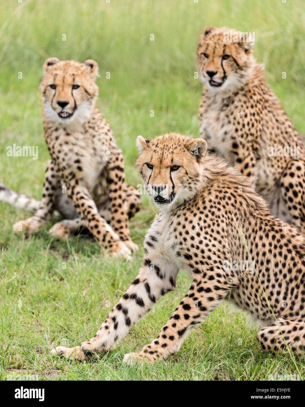 Ghepardo (Acinonyx jubatus), Nambiti Riserva, Kwa-Zulu Natal, Sud Africa Foto Stock