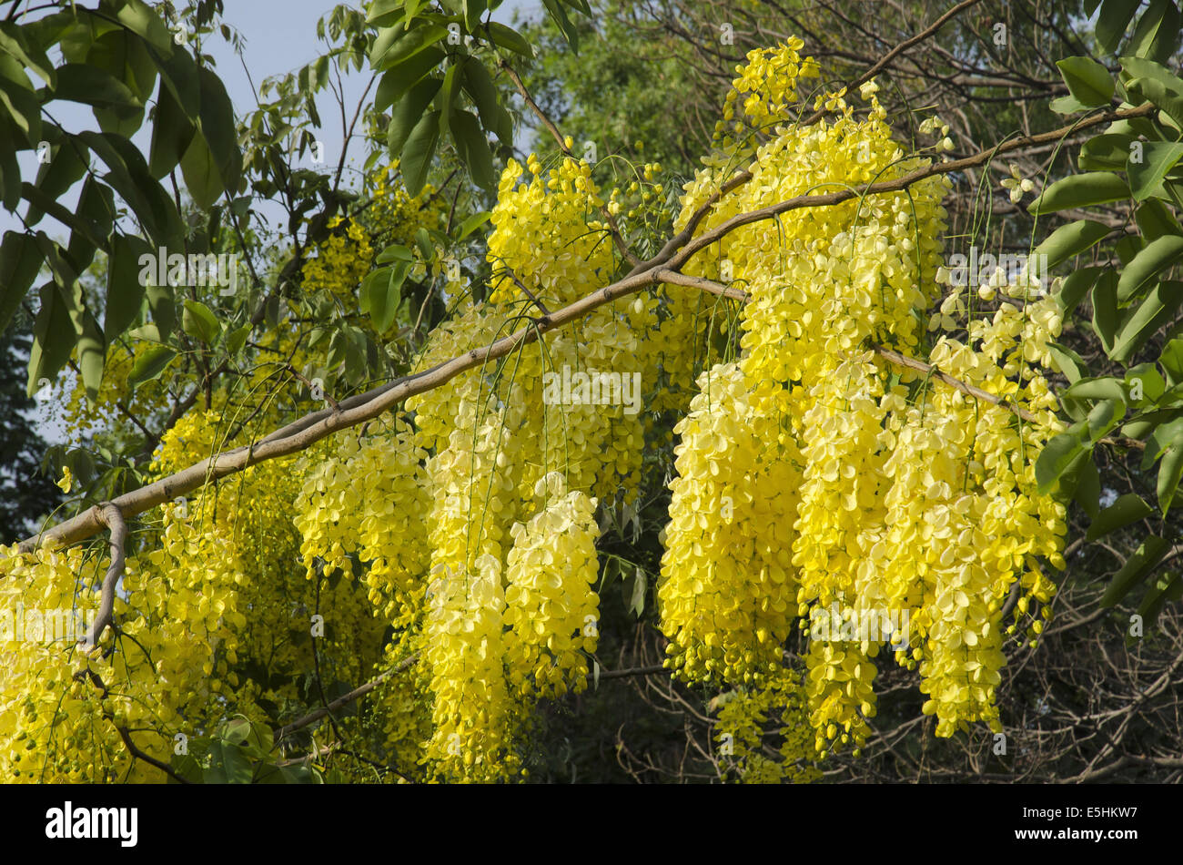 Bahawa, Cassia fistola, Golden Shower tree di Pune, Maharashtra, India Foto Stock
