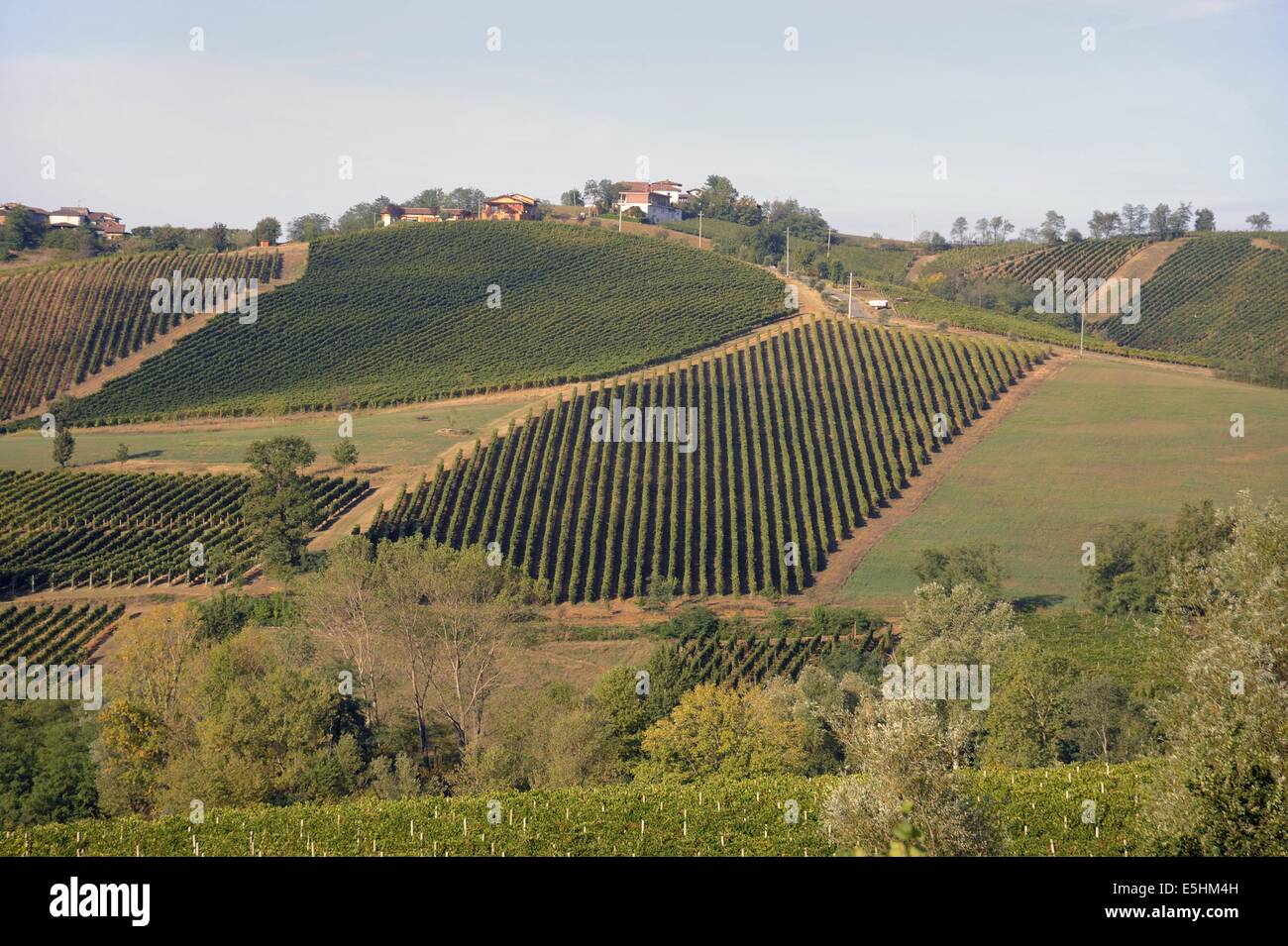 Vendemmia in provincia di Piacenza Foto Stock