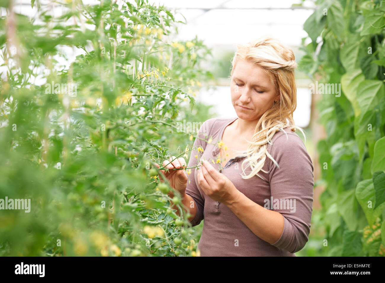Agriturismo il lavoratore nel controllo di serra di piante di pomodoro Foto Stock