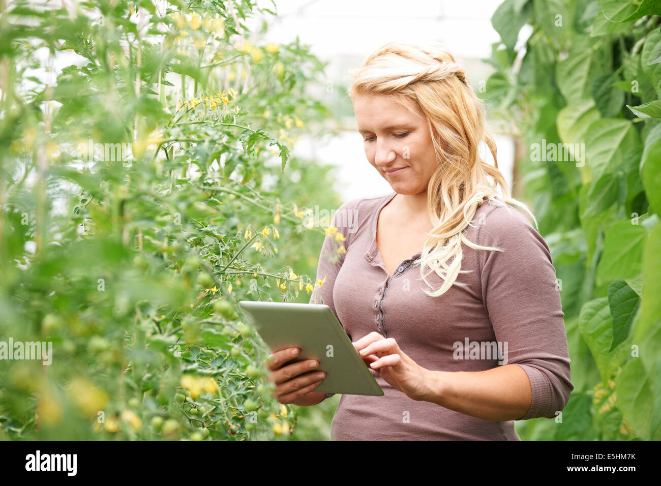Agriturismo il lavoratore nel controllo di serra di piante di pomodoro con tavoletta digitale Foto Stock