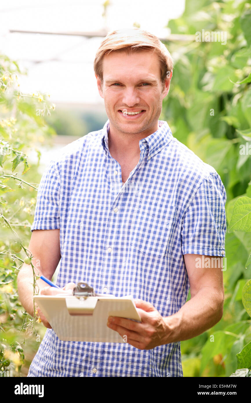 Agricoltore in serra controllo di piante di pomodoro Foto Stock