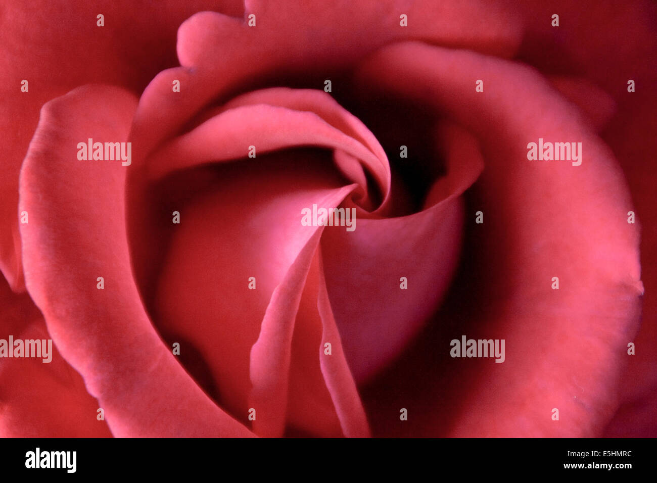 Cuore di Red Rose fiore Foto Stock