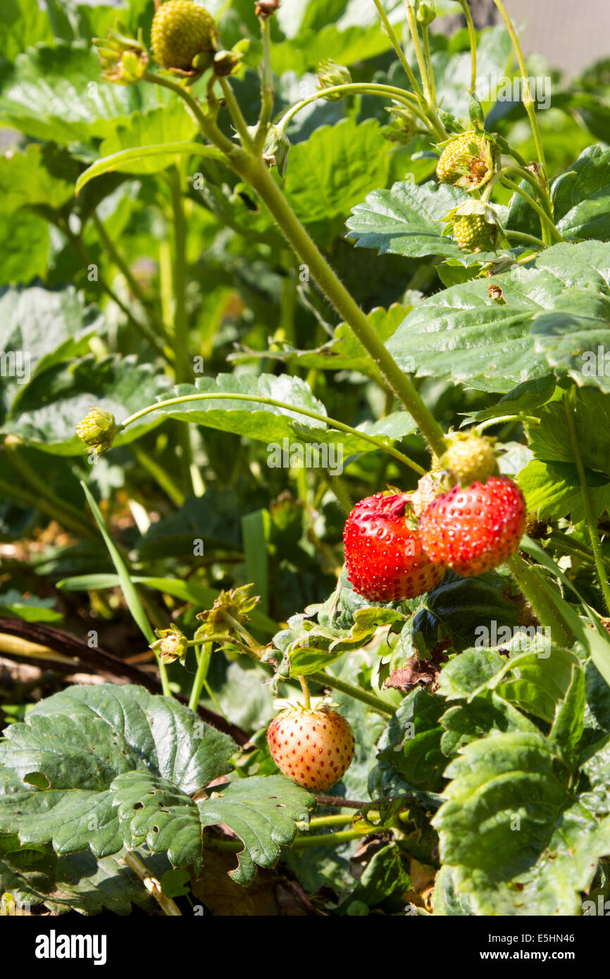 Le fragole crescono in Surrey garden Foto Stock