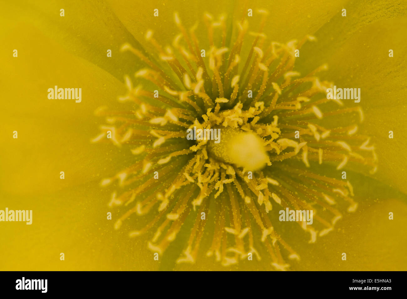 Fiore giallo di Crespino fig impianto Foto Stock