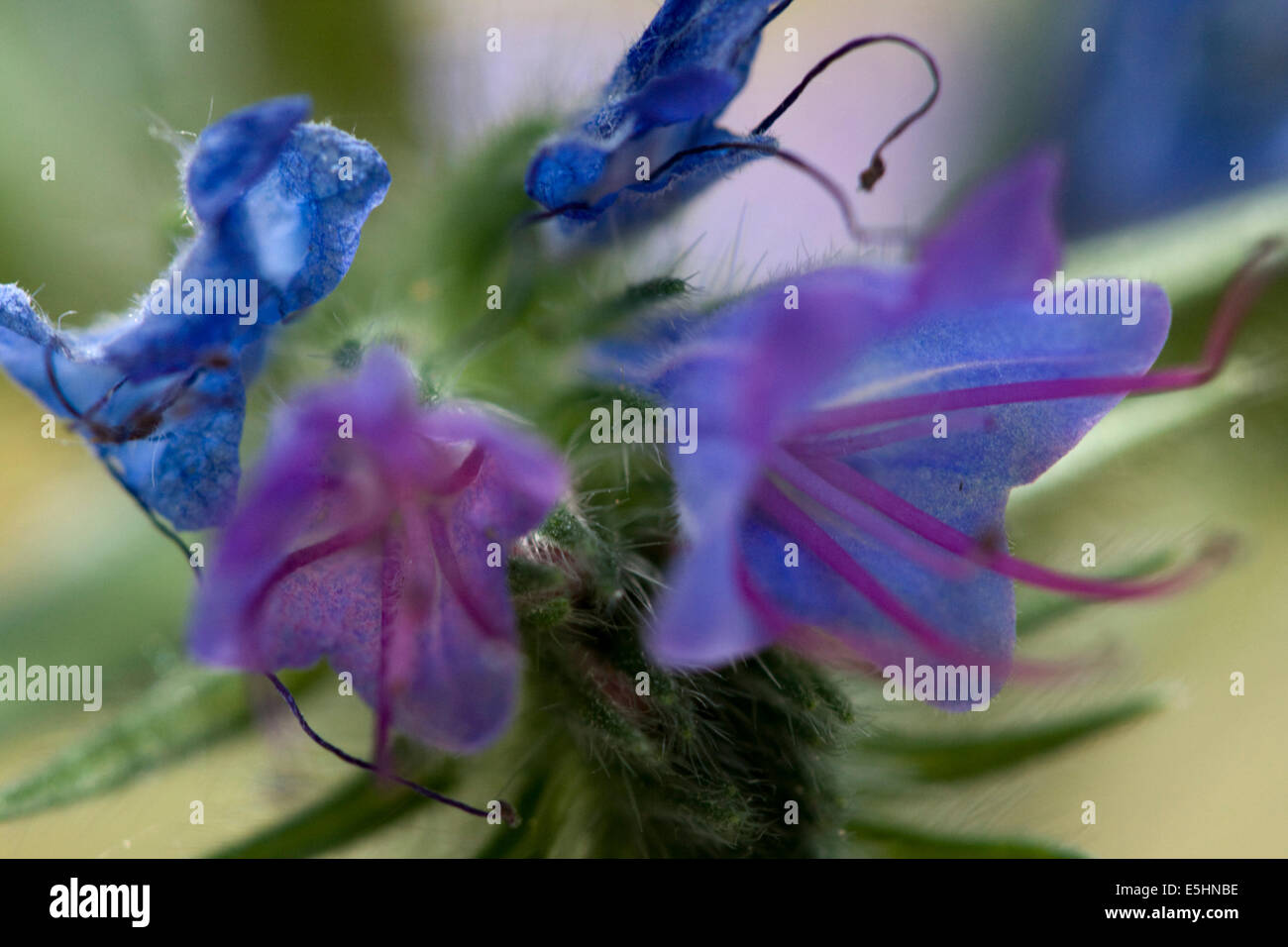 Meadow Clary fiore Foto Stock