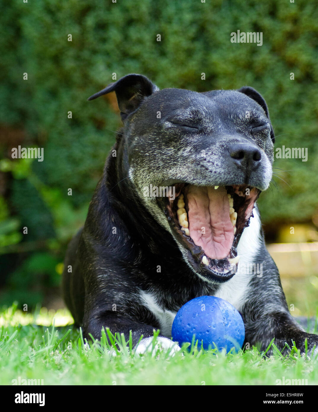 Contenti cane con sfera Foto Stock