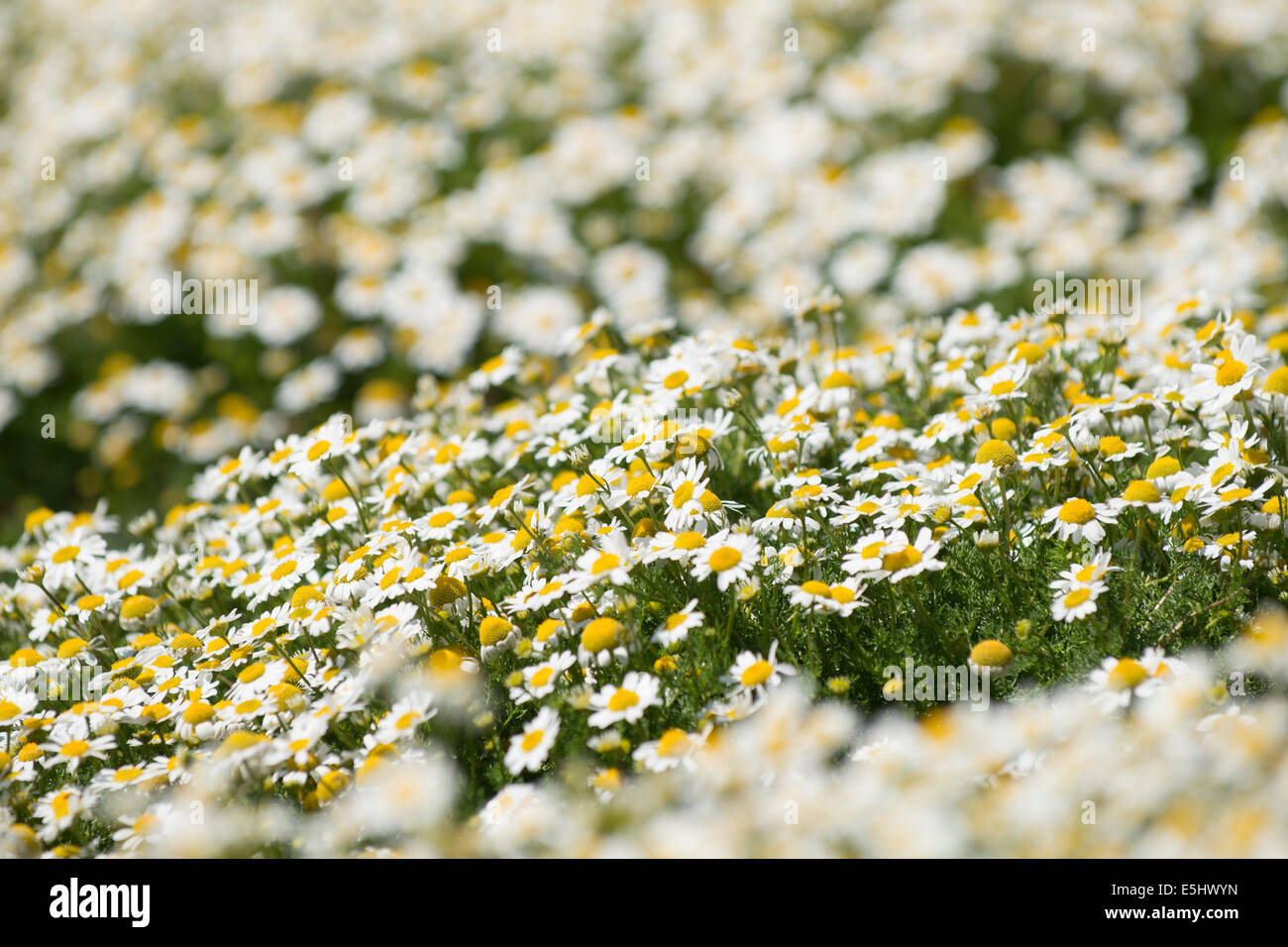 Masse di mare Mayweed, Tripleurospermum maritumum in fiore Foto Stock