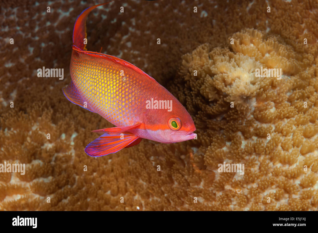 Mare maschio goldie nel Mare Rosso off costa del Sudan Foto Stock