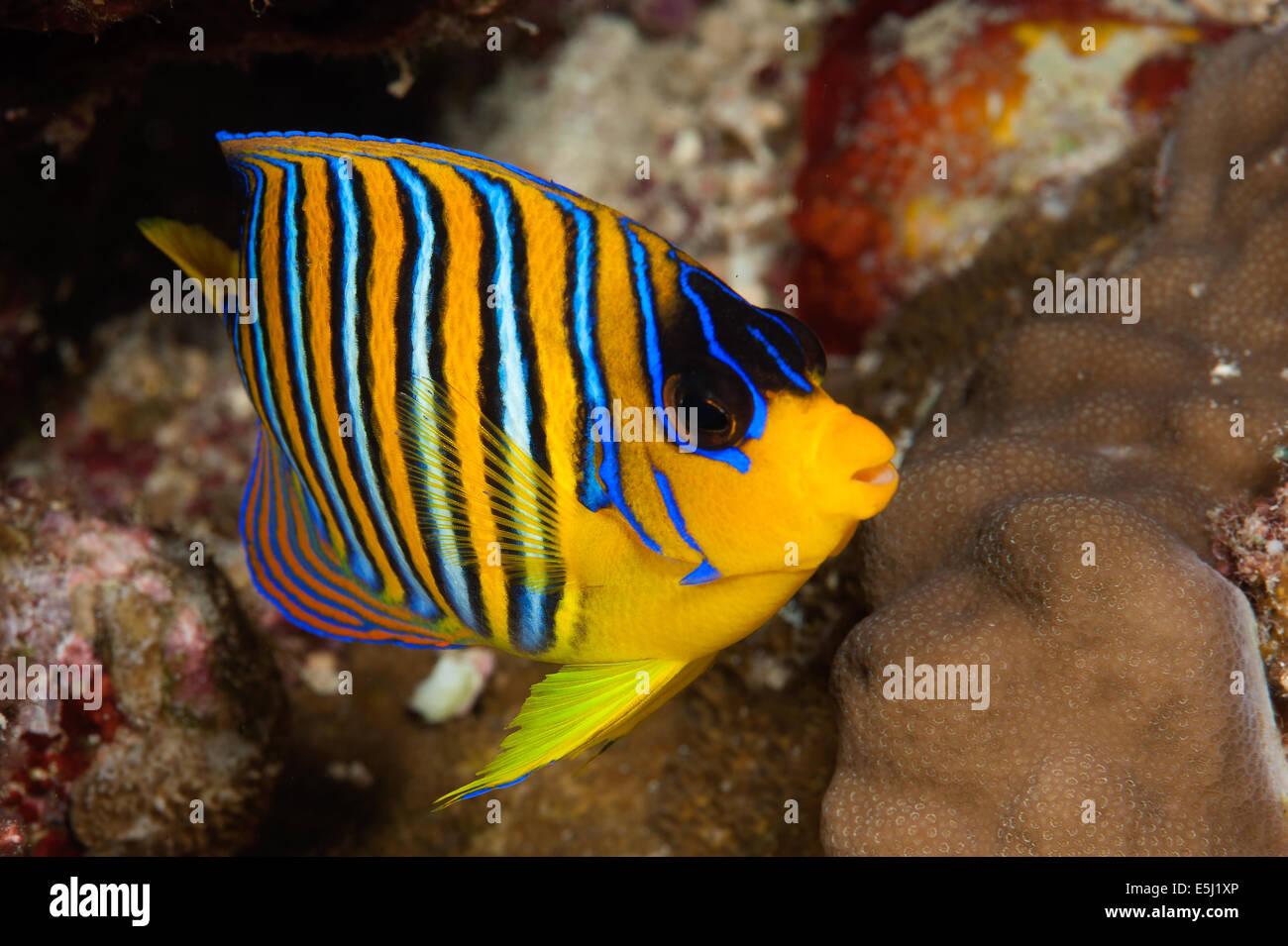 Royal angelfish nel Mare Rosso off costa del Sudan Foto Stock