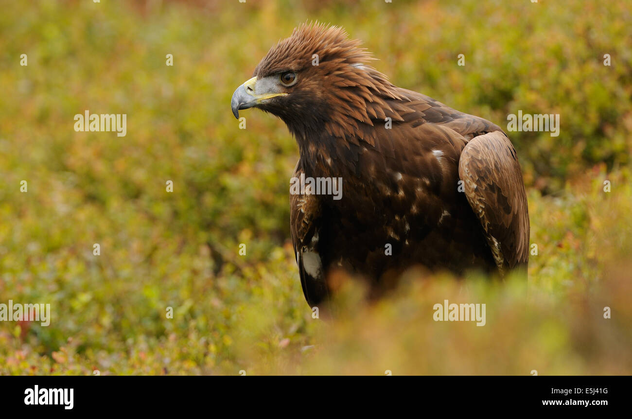 Golden Eagle, nel mezzo di autunno vegetazione colorata in mostra il suo fiero o angriness mettendo la corona di piume Foto Stock