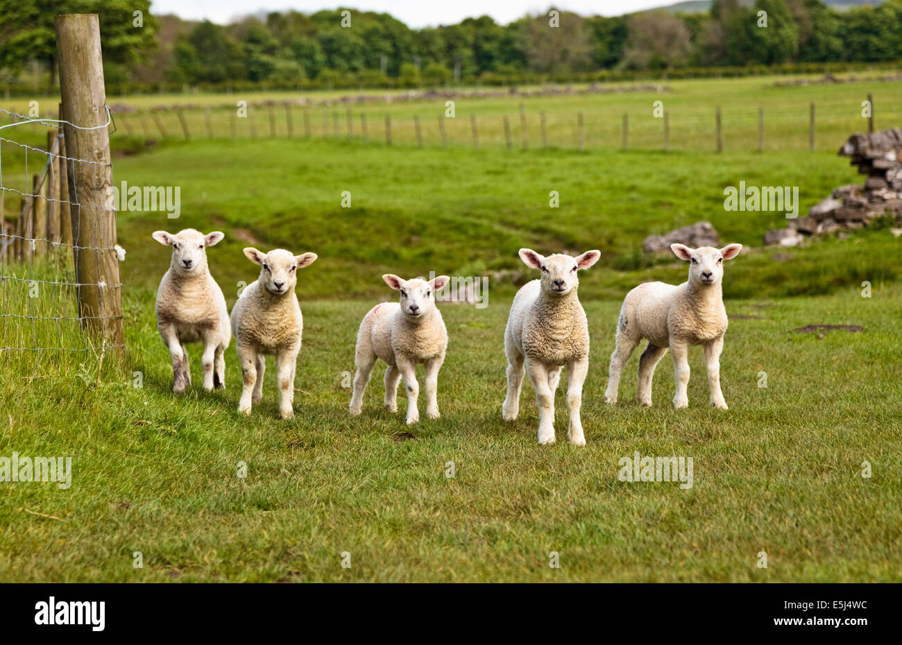 Cinque agnellini guardare dritto verso la fotocamera Foto Stock