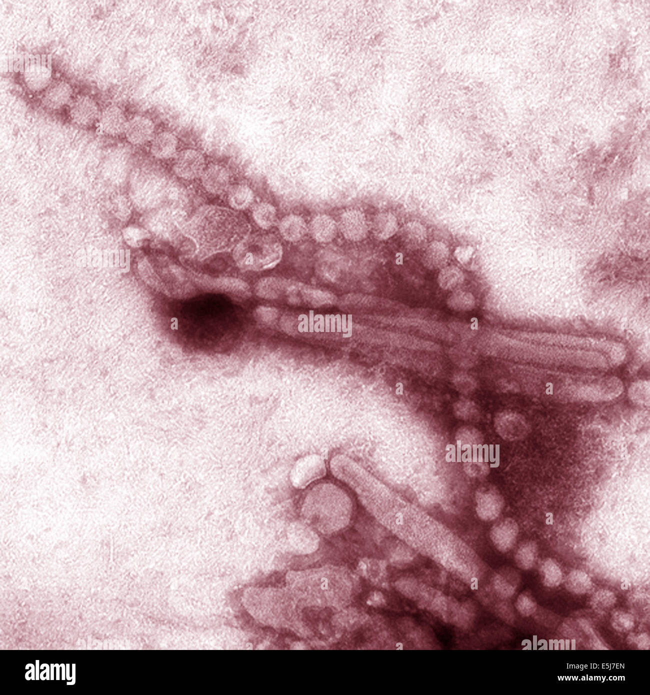 Influenza H7N9 virus come osservata attraverso un microscopio elettronico. Entrambi i filamenti e sfere sono osservati in questa foto dagli archivi di stampa Ritratto Service Foto Stock