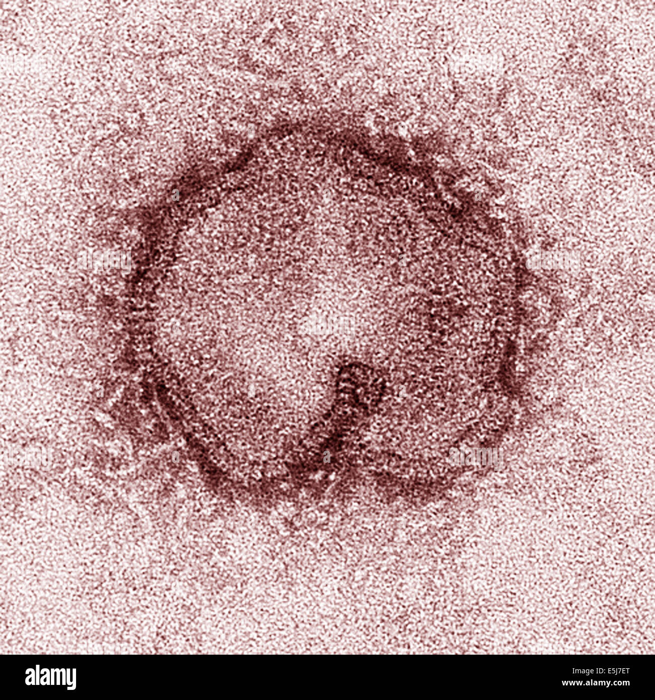 Sferiche di influenza H7N9 virus come osservata attraverso un microscopio elettronico. Entrambi i filamenti e sfere sono osservati in questa foto dagli archivi di stampa Ritratto Service Foto Stock
