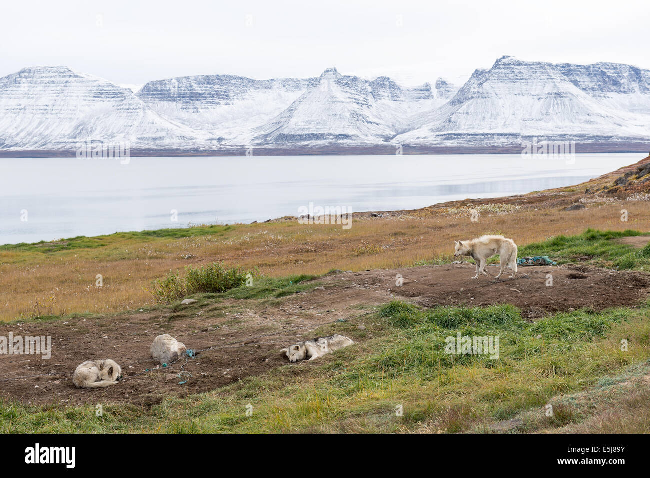 Paesaggio artica in Groenlandia in tarda estate o inizio autunno con montagne innevate, oceano e cani da slitta Foto Stock
