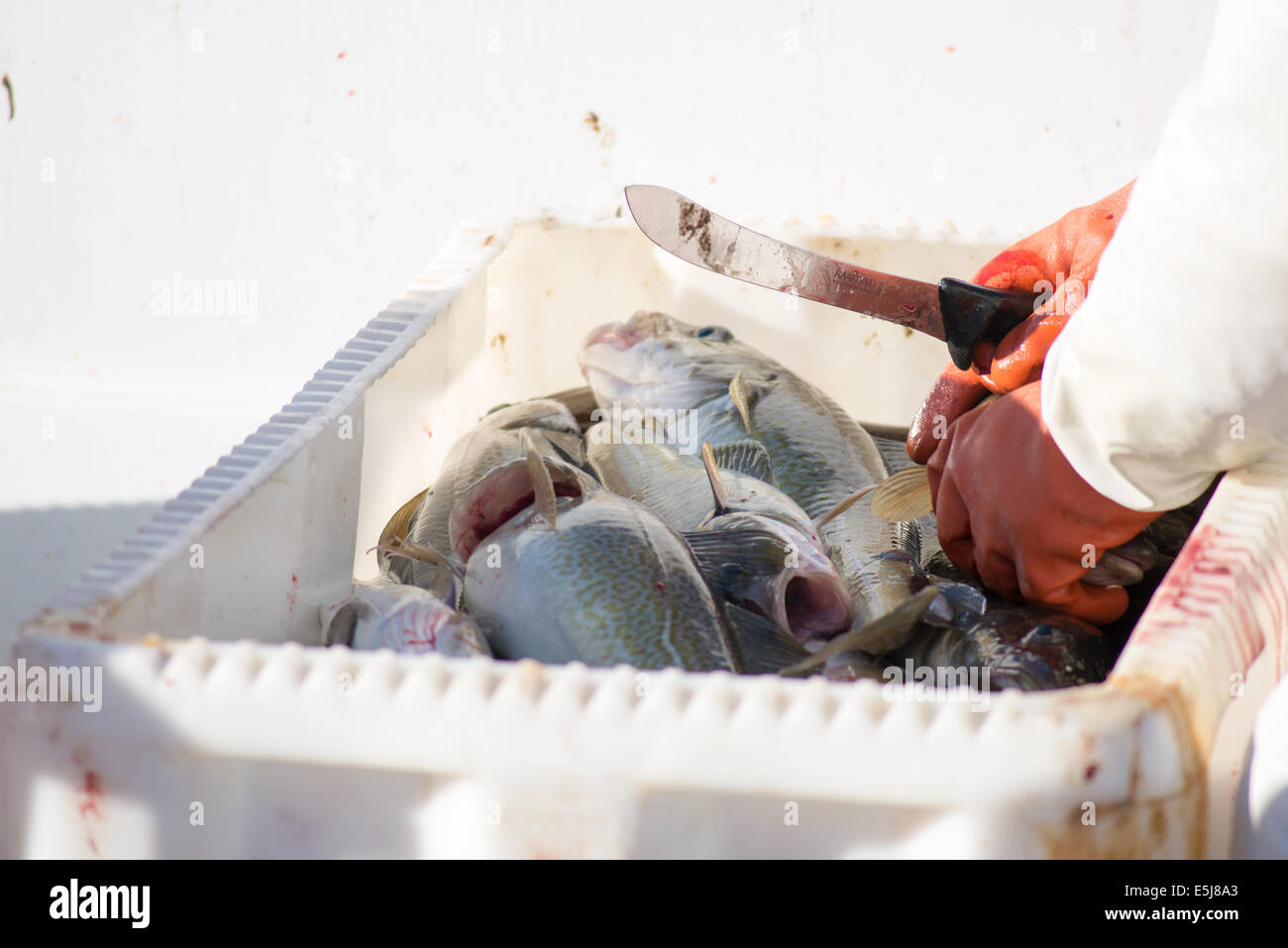 Merluzzo bianco in un box di pescatori in una lingua groenlandese fisher barca con le mani di un pescatori Foto Stock