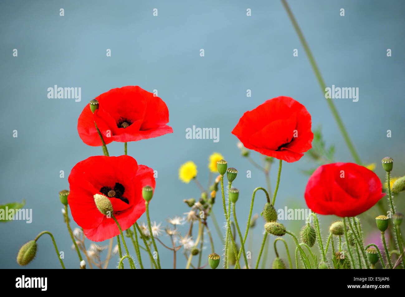 Rosso papavero inglese contro il profondo blu del cielo Foto Stock