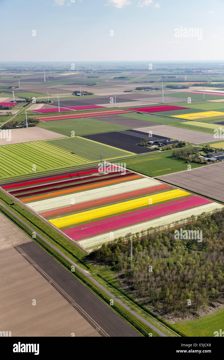 Paesi Bassi, Lelystad, Fattorie, terreni agricoli e tulipani fioriti. Antenna. Flevopolder. Foto Stock