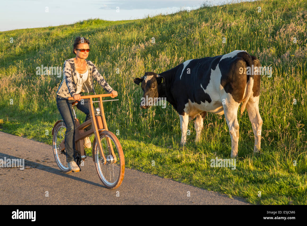 Paesi Bassi, Stavoren, mucca guardando la donna in sella ad una bici fronda. Il design olandese bici in legno è una creazione di Jan Gunneweg Foto Stock