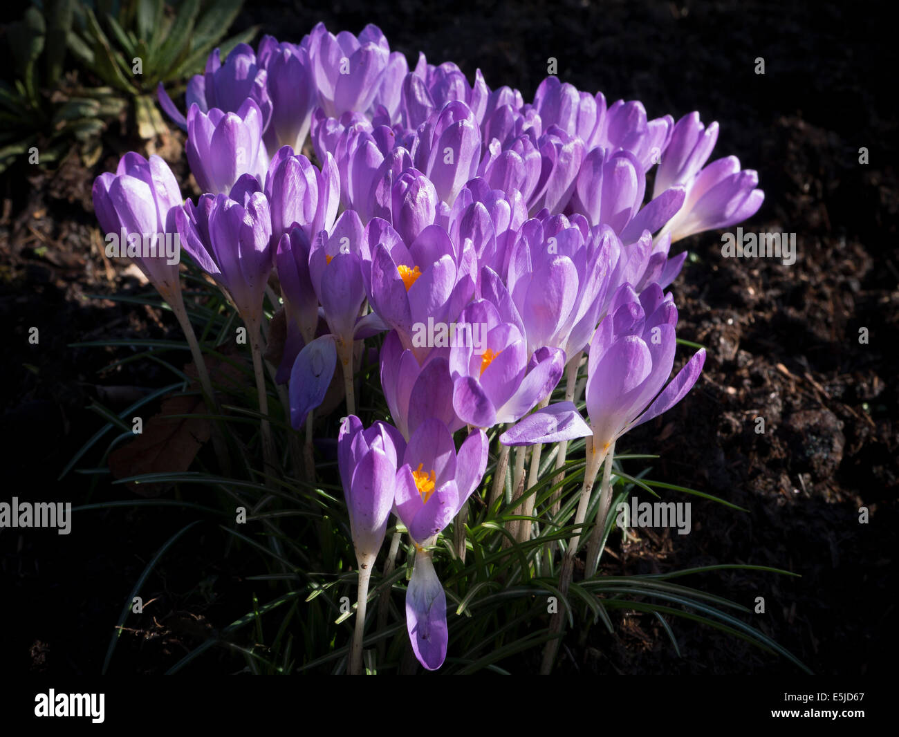 Crocus fiori da giardino, Crocus sativus Foto Stock