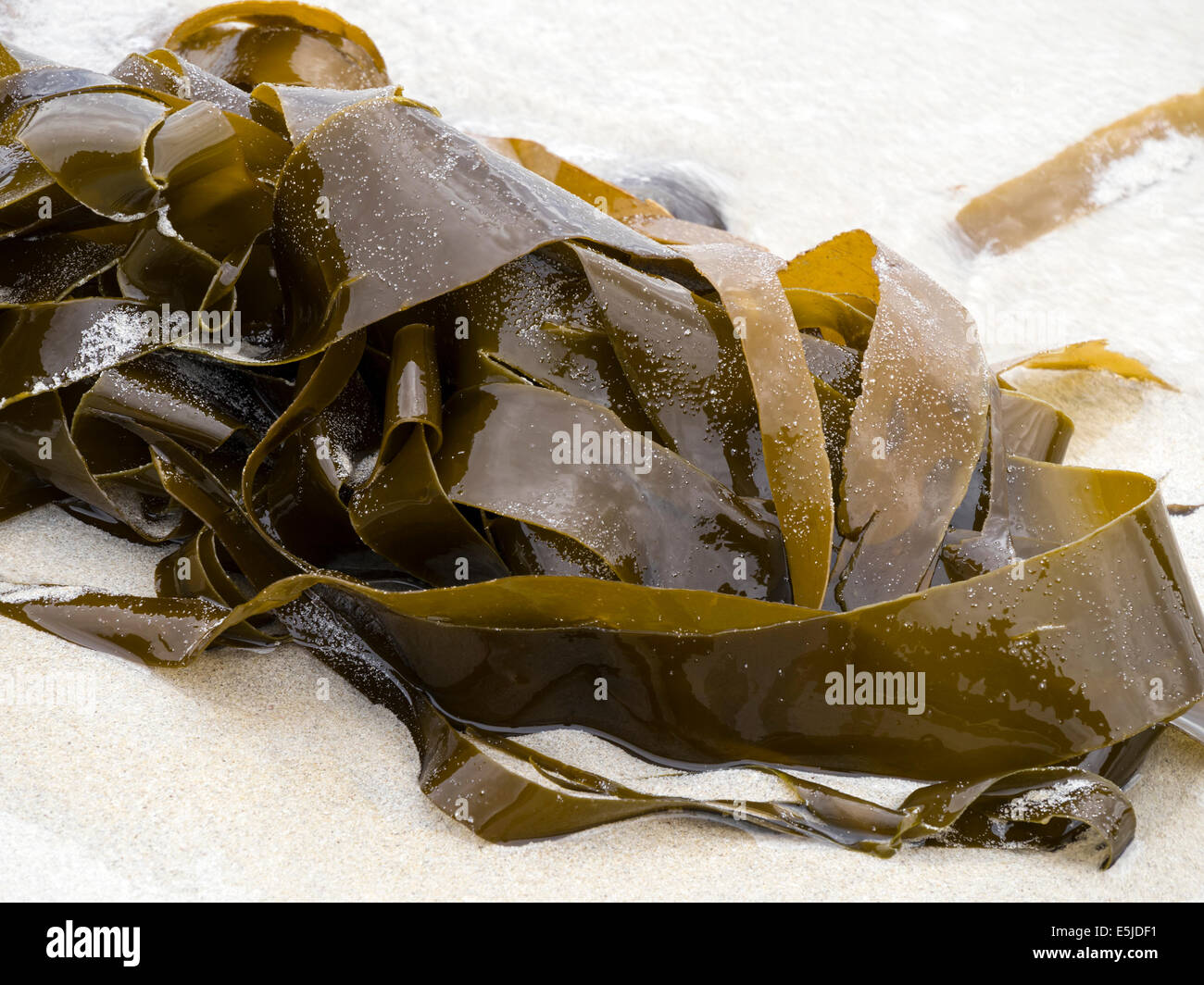 Tangled mare alghe Kelp fronde lavato fino su una sabbiosa spiaggia scozzese, UK. Foto Stock