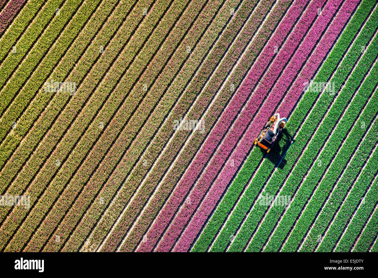 Paesi Bassi, Burgervlotbrug, campi di tulipani, agricoltore topping tulipani. Antenna Foto Stock