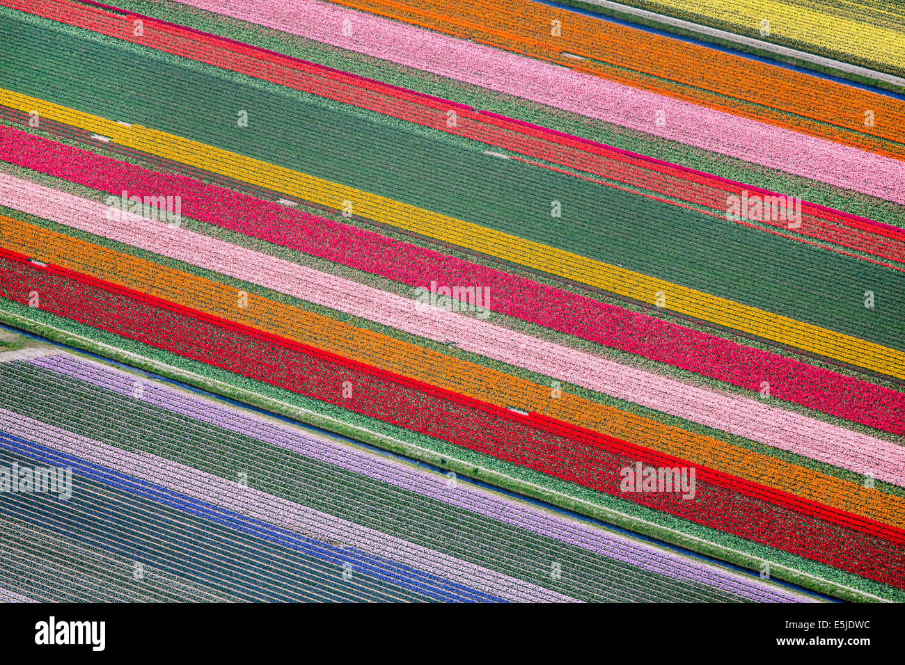 Paesi Bassi, Burgervlotbrug, campi di tulipani. Antenna Foto Stock