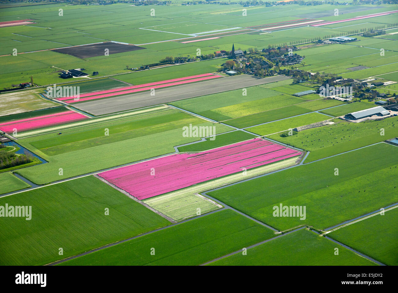 Paesi Bassi, De Weere, villaggio e aziende agricole, campi di tulipani. Antenna Foto Stock