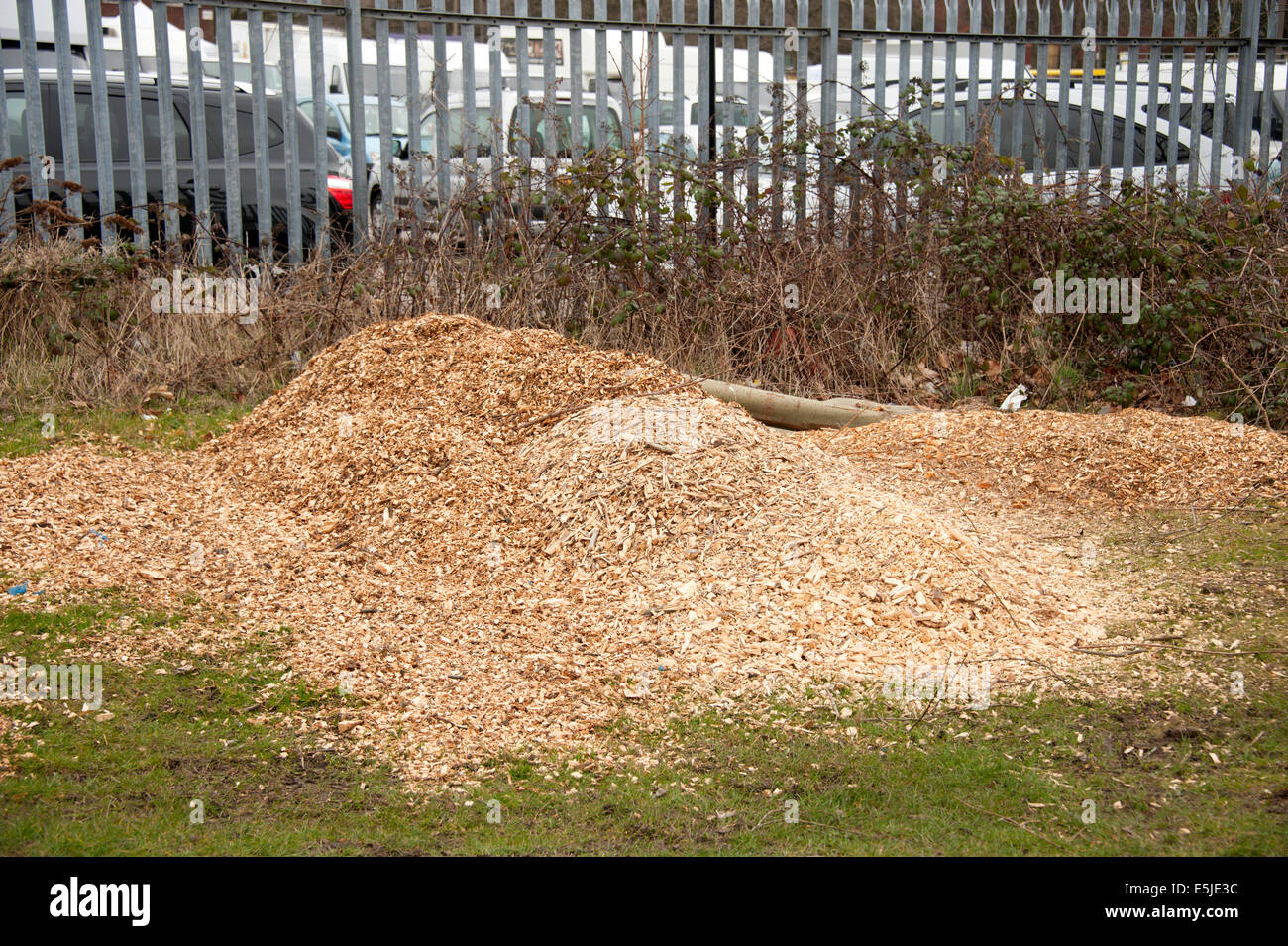 Tree spezzettata di trucioli di legno moncone scheggiati Foto Stock