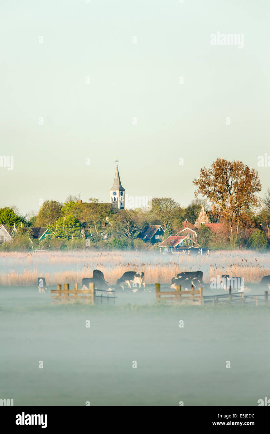 Paesi Bassi, Jisp, Skyline del villaggio e mucche. Nebbia di mattina Foto Stock
