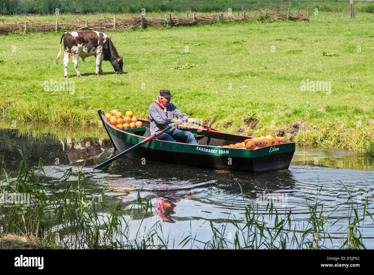 Paesi Bassi, Edam, mercato del formaggio, agricoltore porta formaggio al mercato in barca a remi Foto Stock