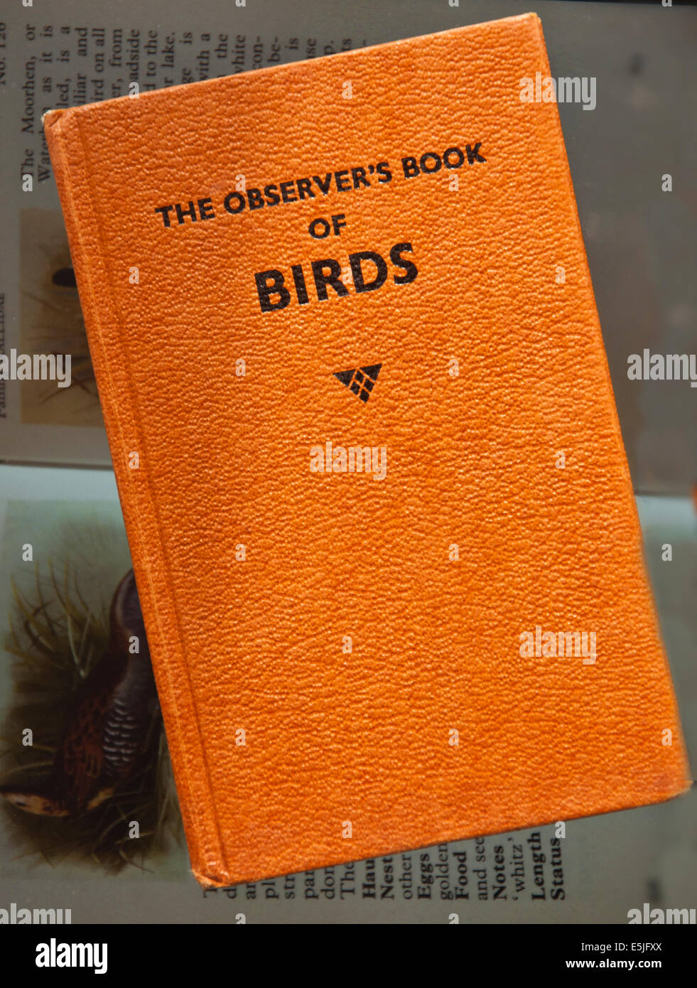 L'osservatore ha il libro degli uccelli Foto Stock
