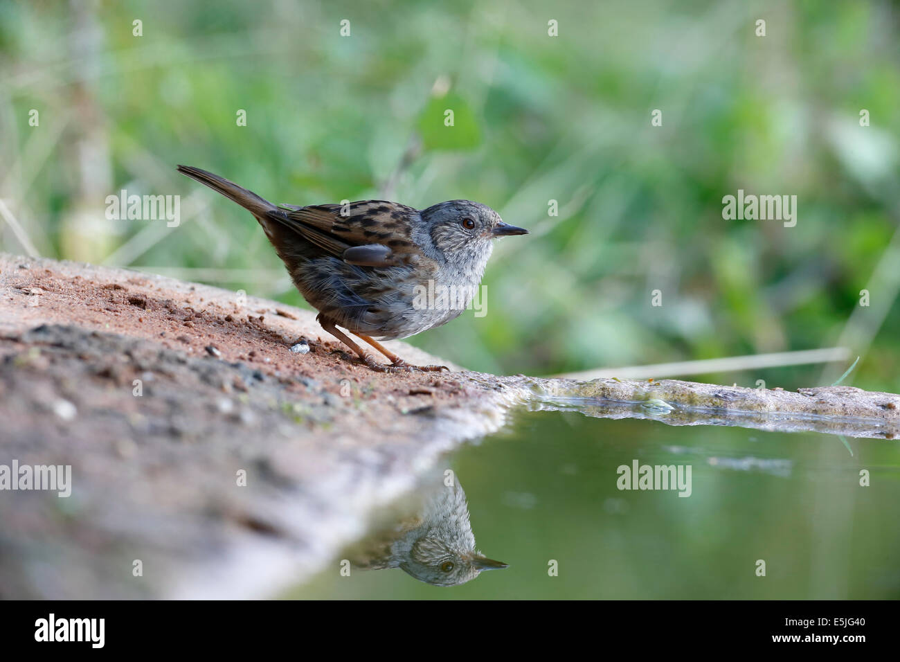 Dunnock, Prunella modularis, singolo uccello da acqua, Warwickshire, Luglio 2014 Foto Stock
