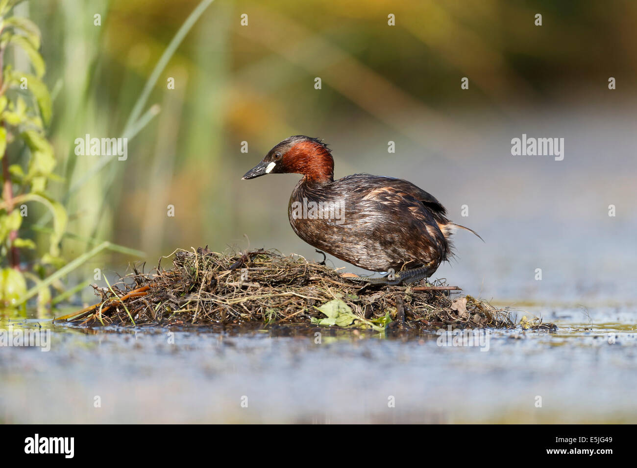 Tuffetto Tachybaptus ruficollis, singolo uccello sul nido, Warwickshire, Luglio 2014 Foto Stock