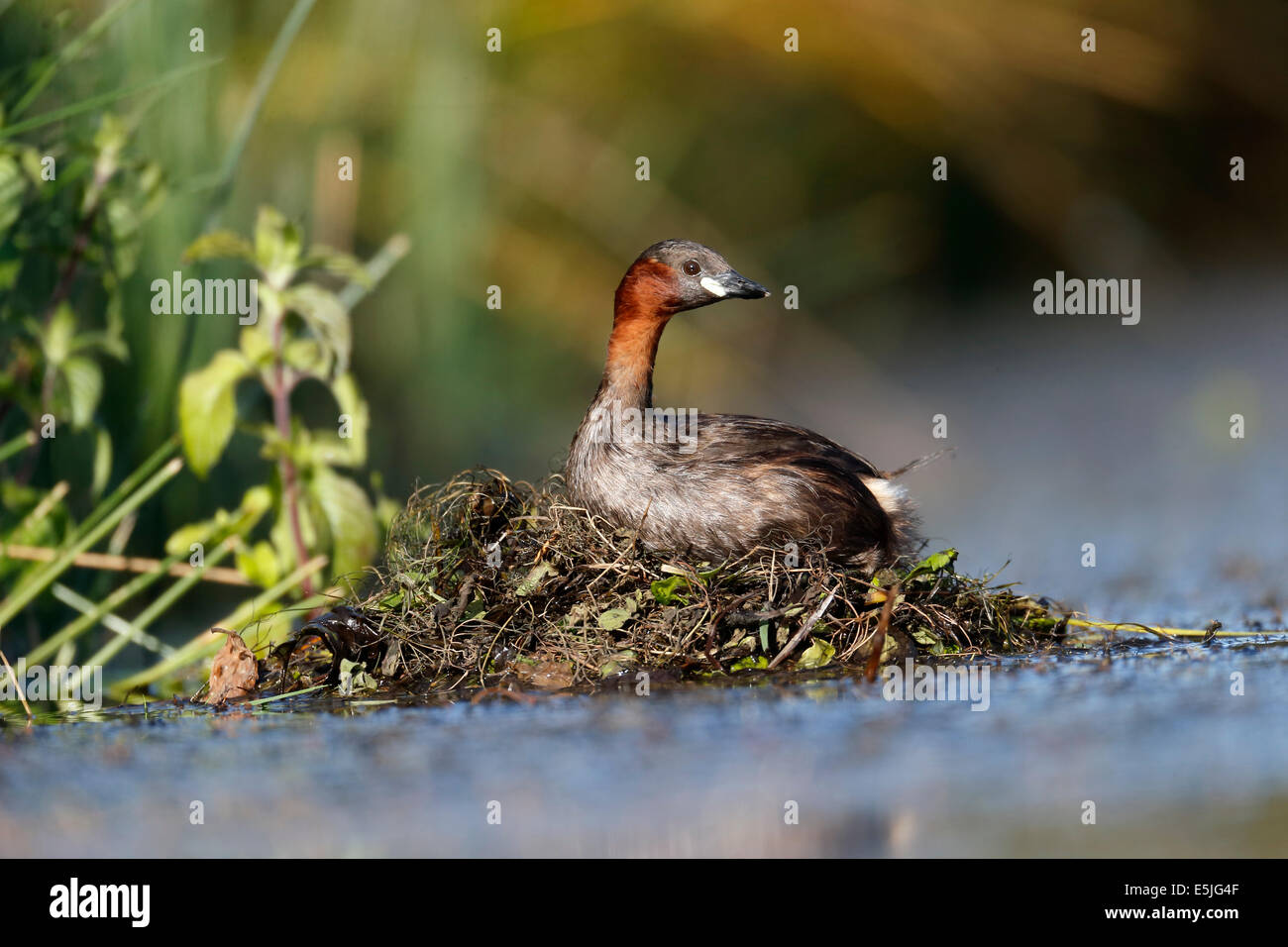 Tuffetto Tachybaptus ruficollis, singolo uccello sul nido, Warwickshire, Luglio 2014 Foto Stock