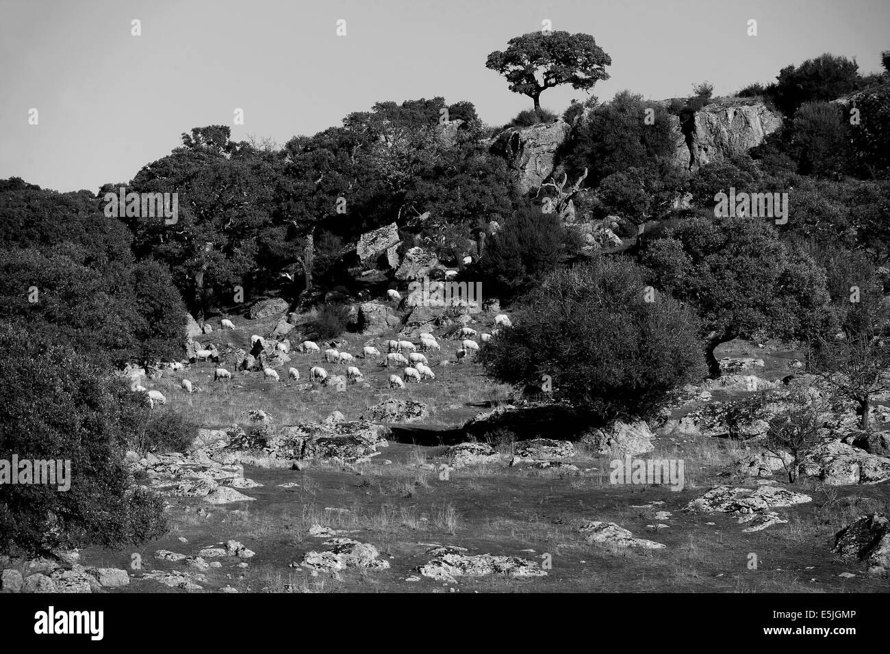 Gregge di pecore Foto Stock