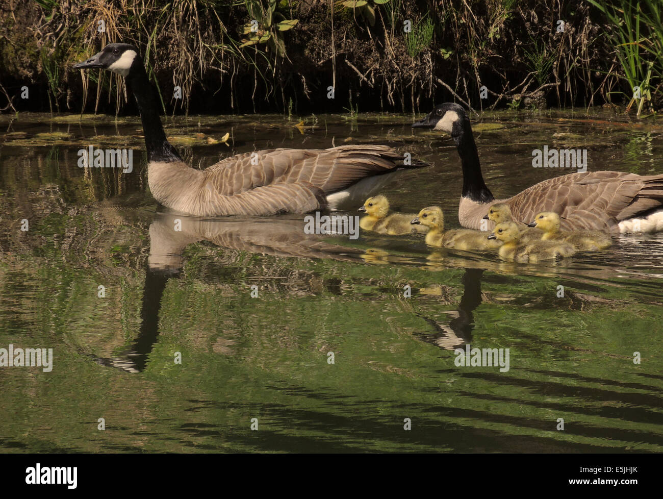 Oche canadesi (Branta canadensis) una famiglia di giorno del vecchio goslings godetevi una gita su un piccolo lago nella Sierra foothills dell né Foto Stock