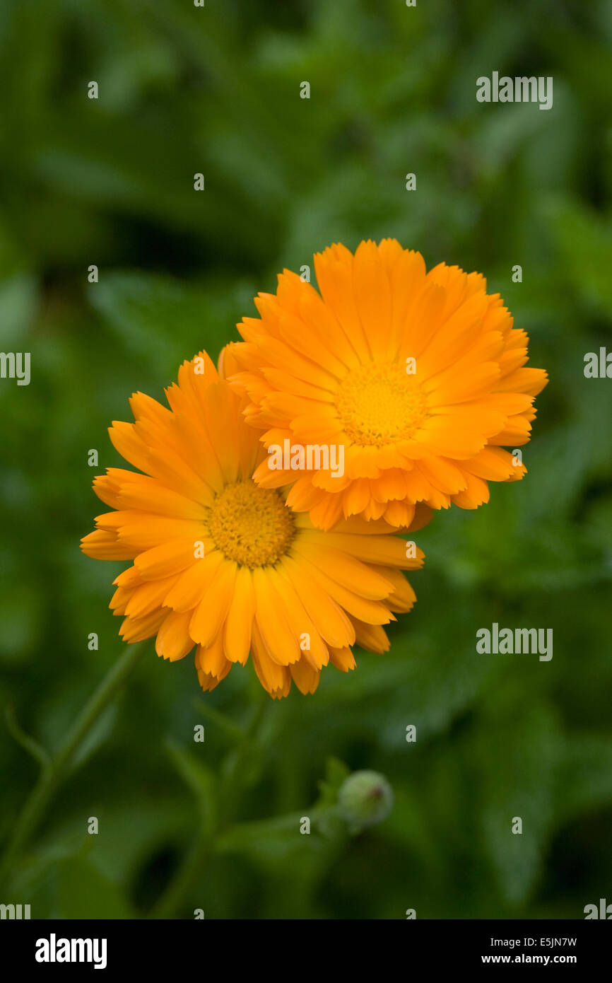 Calendula officinalis. Inglese tagete. Foto Stock